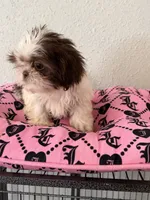 Female , a female Shih Tzu for sale in Tucson, AZ – 2 of 4