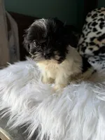 Female, a female Shih Tzu for sale in Tucson, AZ – 8 of 10