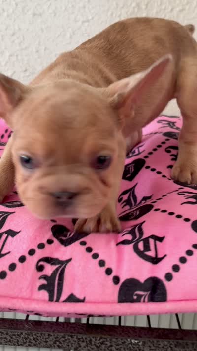 Female Francie, a female French Bulldog for sale in Tucson, AZ – 2 of 2