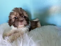 Female, a female Shih Tzu for sale in Tucson, AZ – 5 of 9