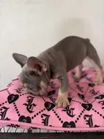 Male Frenchie, a male French Bulldog for sale in Tucson, AZ – 3 of 6