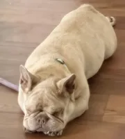Male Frenchie, a male French Bulldog for sale in Tucson, AZ – 6 of 6