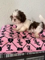 Female , a female Shih Tzu for sale in Tucson, AZ – 3 of 4