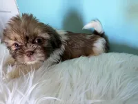 Female, a female Shih Tzu for sale in Tucson, AZ – 3 of 9