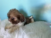 Female, a female Shih Tzu for sale in Tucson, AZ – 8 of 9