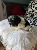 Female, a female Shih Tzu for sale in Tucson, AZ – 9 of 10