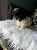 Female, a female Shih Tzu for sale in Tucson, AZ – 4 of 10