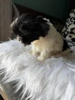Female, a female Shih Tzu for sale in Tucson, AZ – 7 of 10