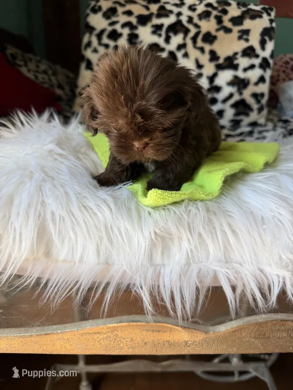 Male – Shih Tzu puppy for sale in Tucson, AZ
