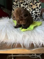 Male, a male Shih Tzu for sale in Tucson, AZ – 1 of 3