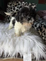 Female, a female Shih Tzu for sale in Tucson, AZ – 10 of 10