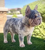 Male Frenchie, a male French Bulldog for sale in Tucson, AZ – 4 of 6