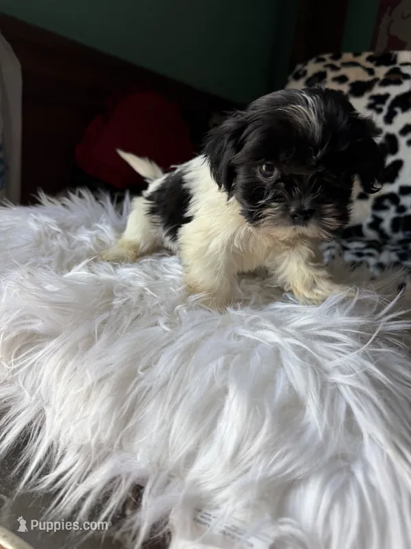 Female – Shih Tzu puppy for sale in Tucson, AZ