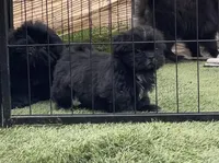 Female, a female Shih Tzu for sale in Tucson, AZ – Photo 2 of 3