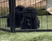 Female, a female Shih Tzu for sale in Tucson, AZ – Photo 1 of 3