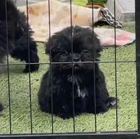 Female, a female Shih Tzu for sale in Tucson, AZ – Photo 3 of 3