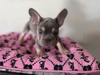 Male Frenchie, a male French Bulldog for sale in Tucson, AZ – 2 of 6