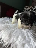 Female, a female Shih Tzu for sale in Tucson, AZ – 2 of 10