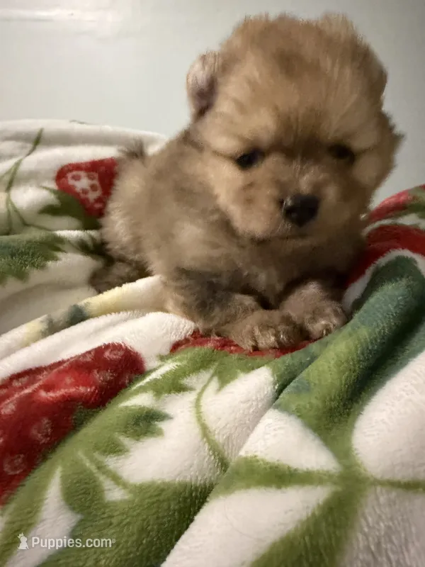 Pomeranian – Pomeranian puppy for sale in Tucson, AZ
