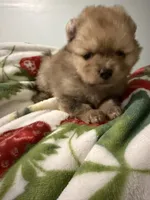 Pomeranian, a male Pomeranian for sale in Tucson, AZ – 1 of 6