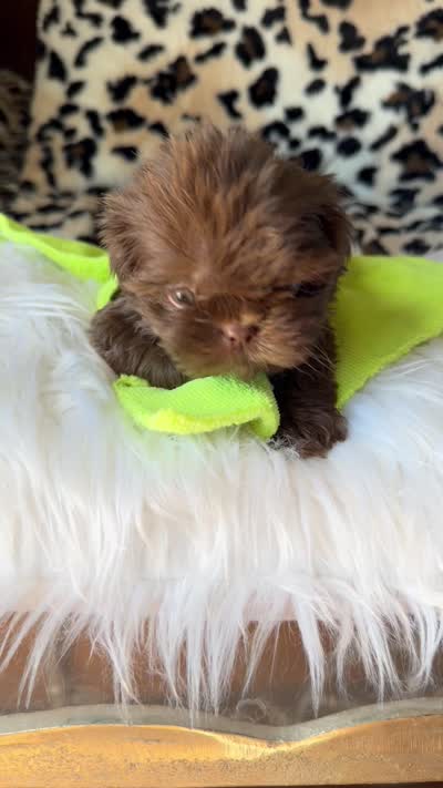 Male, a male Shih Tzu for sale in Tucson, AZ – 3 of 3