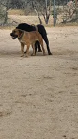 Boerboel, a  Boerboel for sale in Tucson, AZ – 2 of 3