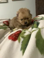 Pomeranian, a male Pomeranian for sale in Tucson, AZ – 3 of 6