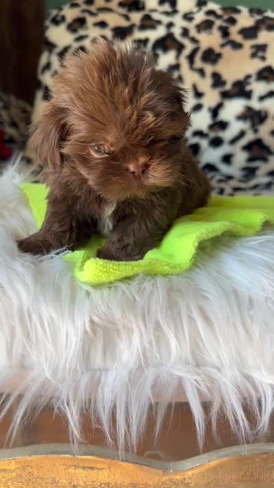 Male, a male Shih Tzu for sale in Tucson, AZ – 2 of 3