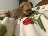 Pomeranian, a male Pomeranian for sale in Tucson, AZ – 6 of 6