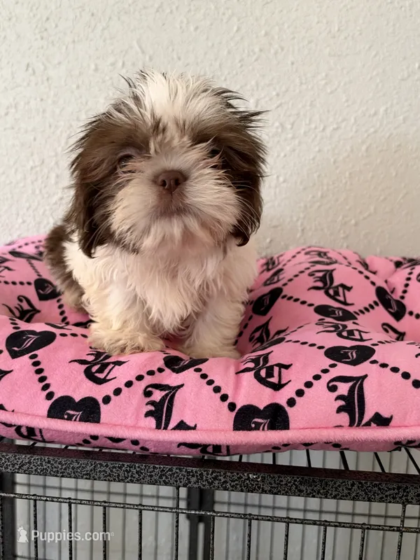 Female , a female Shih Tzu for sale in Tucson, AZ – 1 of 4
