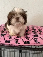 Female , a female Shih Tzu for sale in Tucson, AZ – 1 of 4