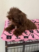 Male , a male Shih Tzu for sale in Tucson, AZ – 4 of 5