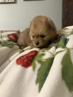Pomeranian, a male Pomeranian for sale in Tucson, AZ – 4 of 6