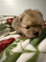 Pomeranian, a male Pomeranian for sale in Tucson, AZ – 2 of 6