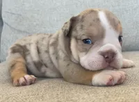 Chip, a male English Bulldog for sale in Tucson, AZ – Photo 2 of 3