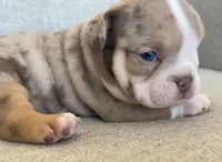 Chip, a male English Bulldog for sale in Tucson, AZ – Photo 1 of 3