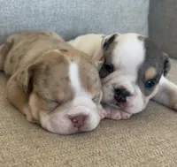 Chip, a male English Bulldog for sale in Tucson, AZ – Photo 3 of 3