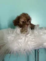 Female, a female Shih Tzu for sale in Tucson, AZ – 6 of 9