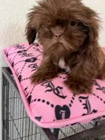Male , a male Shih Tzu for sale in Tucson, AZ – 5 of 5