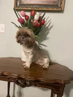 Ozzy, a male Shih Tzu for sale in Tucson, AZ – Photo 2 of 4