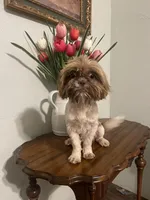 Ozzy, a male Shih Tzu for sale in Tucson, AZ – Photo 4 of 4