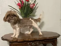 Ozzy, a male Shih Tzu for sale in Tucson, AZ – Photo 1 of 4