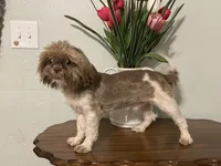 Ozzy, a male Shih Tzu for sale in Tucson, AZ – Photo 3 of 4