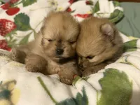 Pomeranian, a male Pomeranian for sale in Tucson, AZ – 5 of 6
