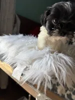 Female, a female Shih Tzu for sale in Tucson, AZ – 5 of 10