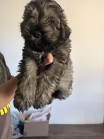 Schnauzers, a female Miniature Schnauzer for sale in Tucson, AZ – Photo 4 of 4