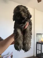 Schnauzers, a female Miniature Schnauzer for sale in Tucson, AZ – Photo 2 of 4