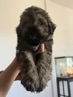 Schnauzers, a female Miniature Schnauzer for sale in Tucson, AZ – Photo 3 of 4