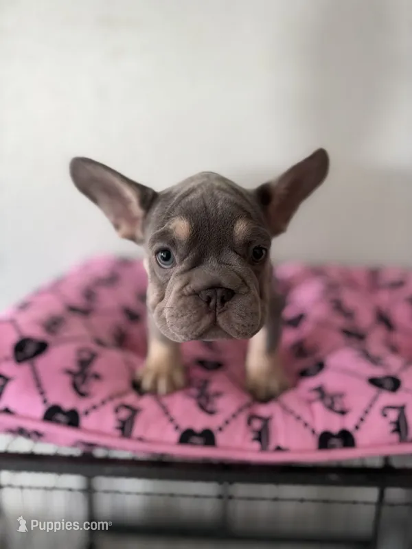 Male Frenchie – French Bulldog puppy for sale in Tucson, AZ