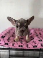 Male Frenchie, a male French Bulldog for sale in Tucson, AZ – 1 of 6